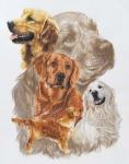 Golden Retriever with Ghost Image