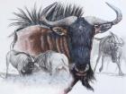 Wildebeest