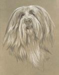 Bearded Collie