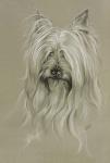 Silky Terrier