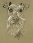 Irish Terrier