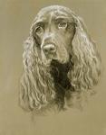 Field Spaniel