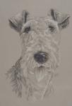 Wire Fox Terrier