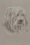 Havanese