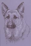 German Shepherd 1