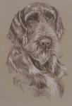 German Wirehaired Pointer