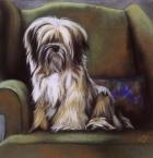 Tibetan Terrier