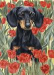 Dachsund In Tulips