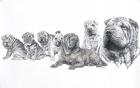 Growing Up Shar Pei