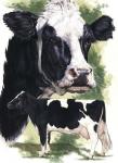 Holstein Cow