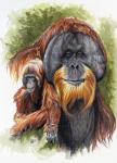 Orangutan Soul