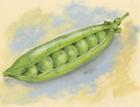 Sugar Snap Peas