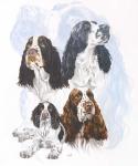 Springer Spaniel