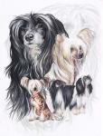 Chinese Crested 2