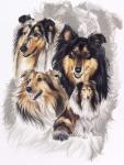 Collie