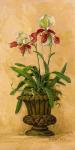 Orchid Revival II