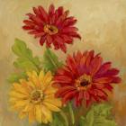 Gerber Daisies I