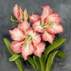 Starburst Lily Pair