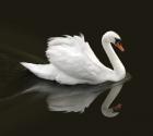 Swan 1