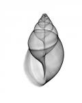 Achatina Jpn Land Snail  X-Ray