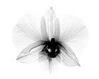 Dendrobium 2  X-Ray Orchid