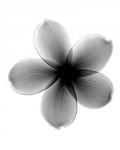 Plumeria X-Ray