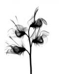 Sweet Pea X-Ray