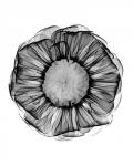 Zinnia Montage Black & White X-Ray