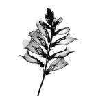 Foxglove #2 X-Ray