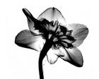 Jonquil X-Ray