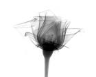 Rose #10 X-Ray