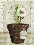 Herb Pots Rosemary
