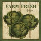 Farm Fresh Cabbage