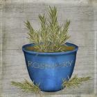 Herb Rosemary