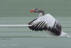 Greylag