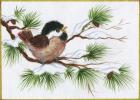 Chickadee On A Pine Tree