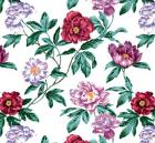 Tree Peony Multi