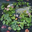 Arcadian Lily Pond