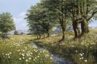 Beeches And Daisies