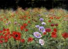 Field Of Poppies