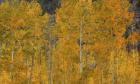 The Flames Of Autumn