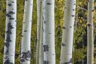 Aspen Trunks