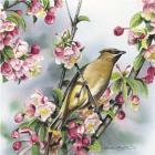 Cedar Waxwing I