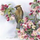 Cedar Waxwing II