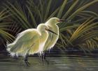 Morning Splendor - Snowy Egret