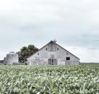 Barn in crop rows