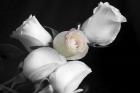 005 Roses BW