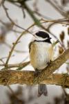 Chickadee