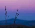 Dusk In A Field