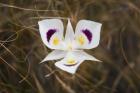 Mariposa Lily